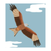 Ornithorama le livre sur les oiseaux de chez Helvetiq