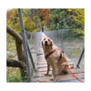 Randos Chien Suisse – Image 5