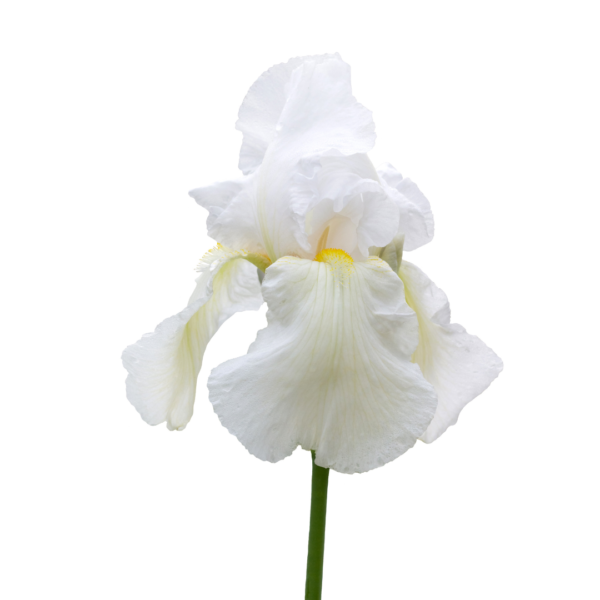 Les iris du Château de Vullierens - Kit 3 pièces "Couleur Blanc"