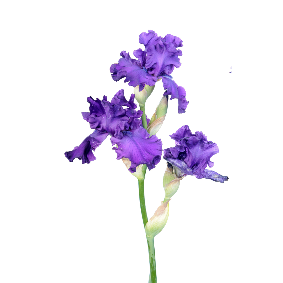Les iris du Château de Vullierens – Kit 3 pièces « Couleur Bleu Violet »