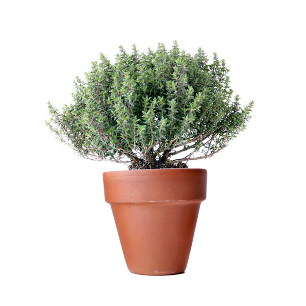 Lot de plantes pour les abeilles