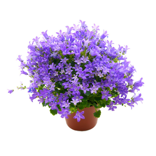 Lot de plantes pour prairie indigène