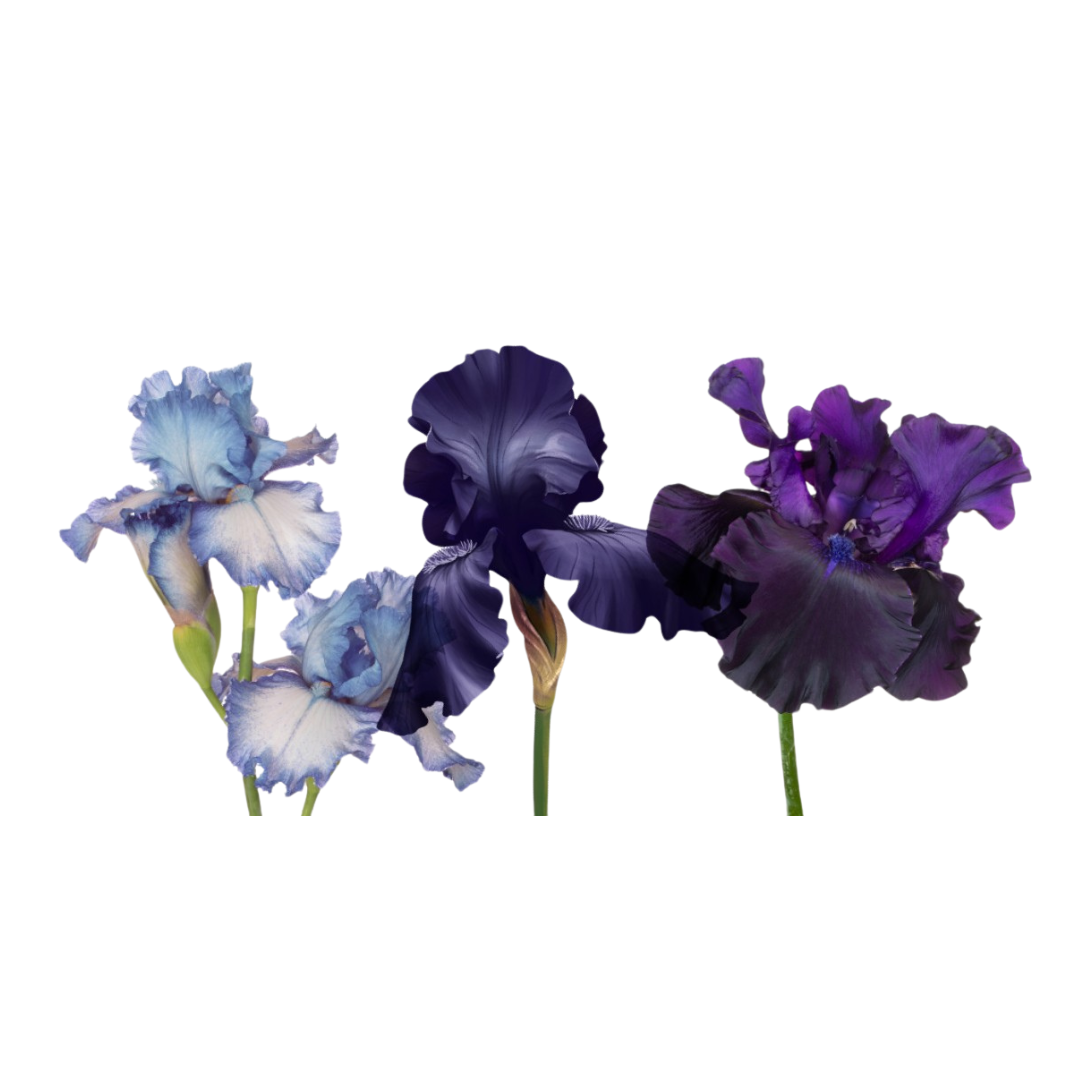 Les iris du Château de Vullierens – Kit 3 pièces « Couleurs Mix »